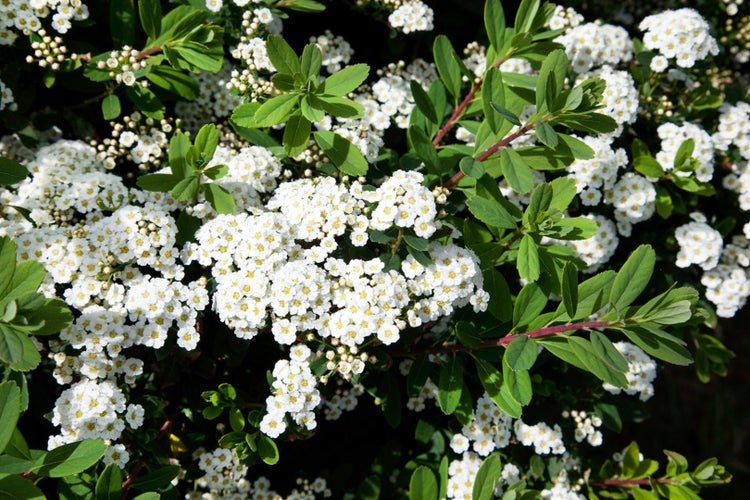 Spiraea nipponica 'Snowmound', Japanische Spiere, weiß, 60–80 cm