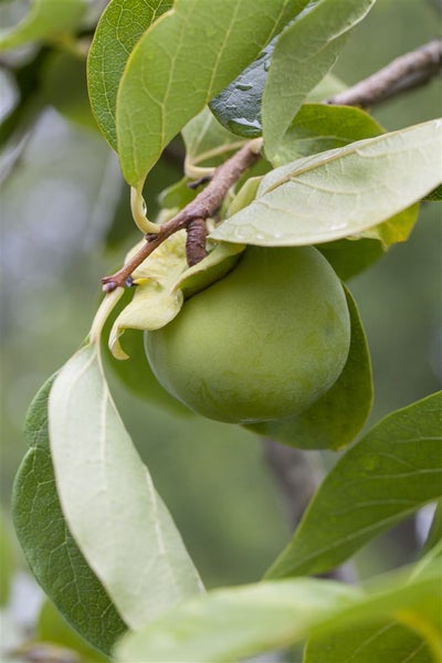 Diospyros kaki 'Ernesto', Kaki, 125–150 cm, süß und saftig