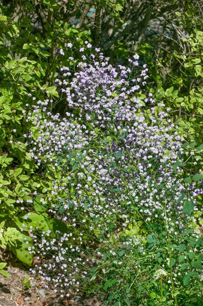 Thalictrum rochebrunianum, Wiesenraute, zartlila, ca. 9x9 cm Topf