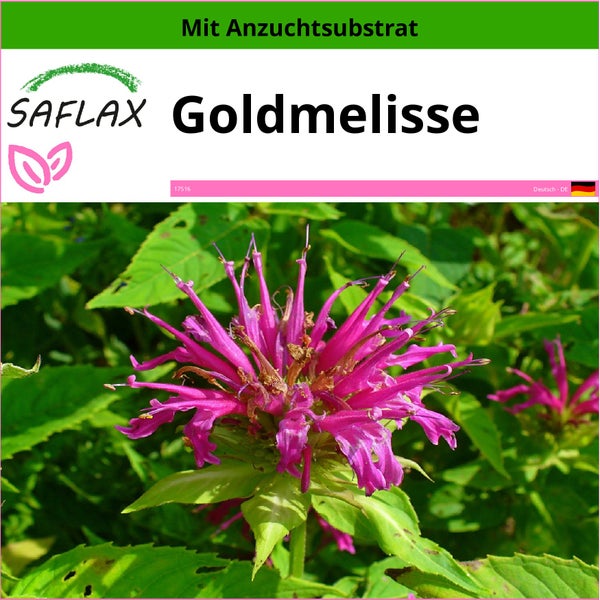 SAFLAX  - Goldmelisse - Monarda didyma - 20 Samen - Mit keimfreiem Anzuchtsubstrat