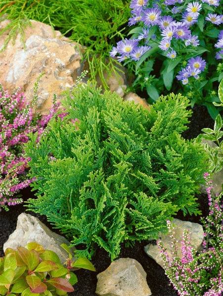 Chamaecyparis lawsoniana 'Minima Glauca', Zwergzypresse, blaugrün, 15–20 cm