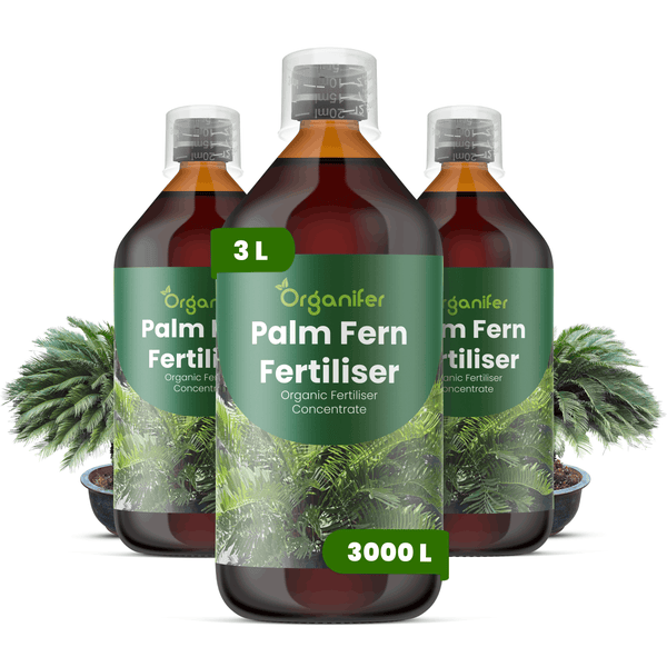 Drei Flaschen Organifer Palm Fern Fertiliser, organisches Düngerkonzentrat für Palmen und Farne, 3 Liter reicht für 3000 Liter Gießwasser.