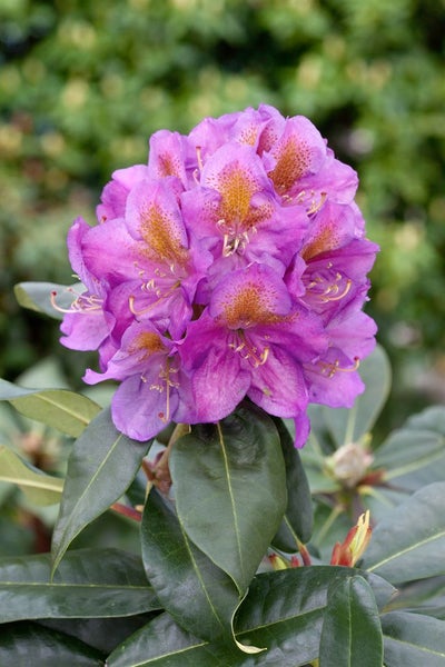 Rhododendron Hybr. 'Pink Purple Dream', rosa-lila Blüten, 60–70 cm