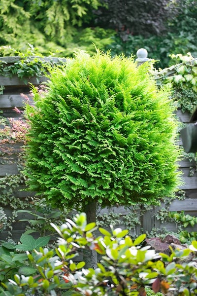 Chamaecyparis lawsoniana 'Alumigold', Gelbe Scheinzypresse, 100–125 cm