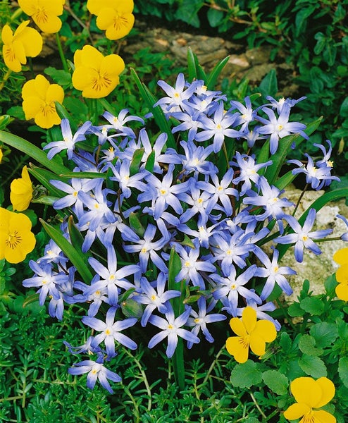 Chionodoxa luciliae, Schneeglanz, blau, ca. 9x9 cm Topf
