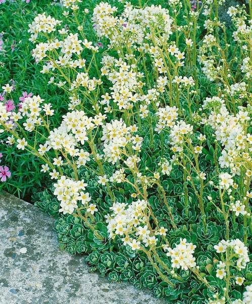 Saxifraga paniculata, Steinbrech, ca. 9x9 cm Topf, immergrün