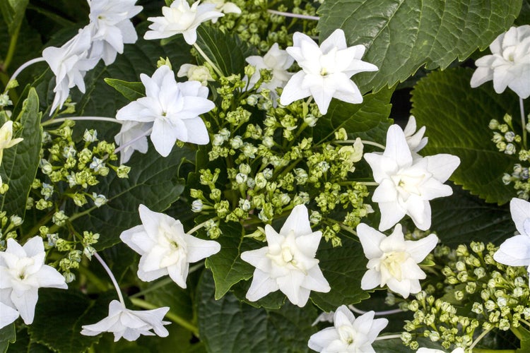 Hydrangea macrophylla 'Fireworks White', Hortensie, weiß, 30–40 cm