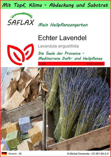 SAFLAX Garden to go - Echter Lavendel - Lavandula angustifolia - 150 Samen - Mit Topf, Klima - Deckel und Anzuchtsubstrat