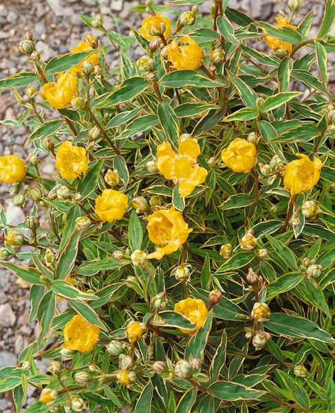 Hypericum moserianum 'Tricolor', Johanniskraut, buntes Laub, ca. 9x9 cm Topf