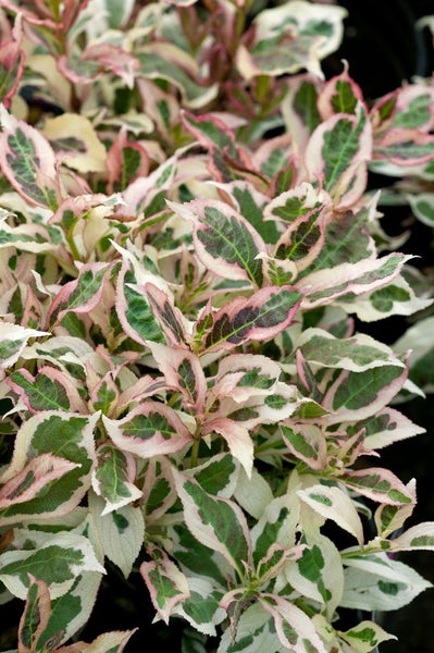 Büschelige Deutzie 'Nikko' mit grün-weiß panaschierten Blättern