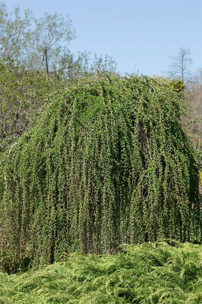 Larix kaempferi 'Pendula', Japanische Lärche, hängend, 125–150 cm