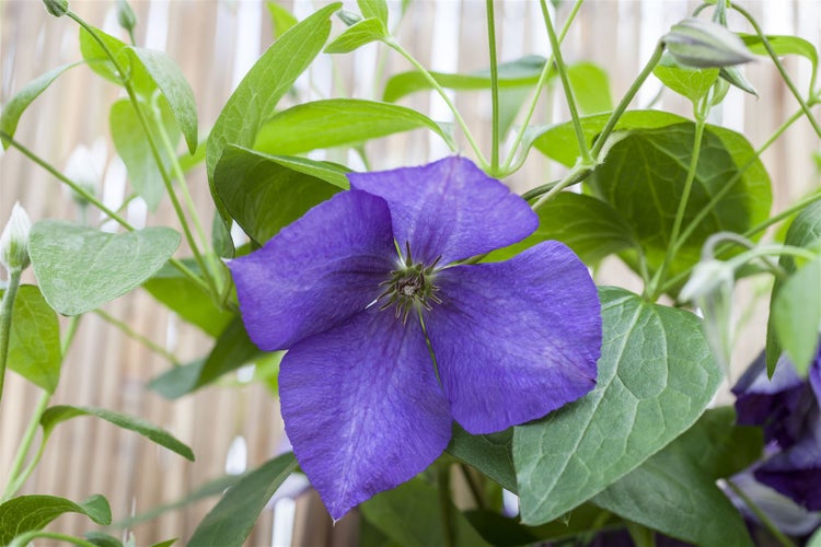 Clematis Hybride 'Jackmanii', Waldrebe, violett, 40–60 cm