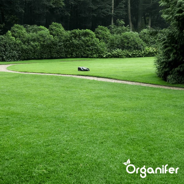 Eisensulfatdünger - Moosentferner - 10kg für 400m2 - Organifer