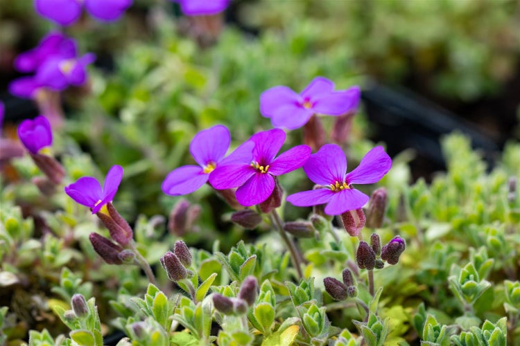Aubrieta x cult. 'Dr Mules Variegated', Blaukissen, ca. 9x9 cm Topf