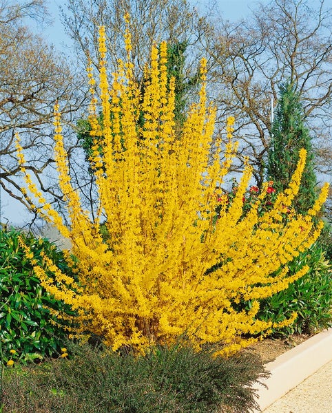 Forsythia 'Lynwood', Goldglöckchen, leuchtend gelb, 60–80 cm