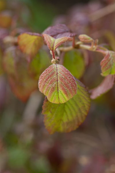 Viburnum plicatum 'Watanabe', Japanischer Schneeball, weiß, 40–60 cm