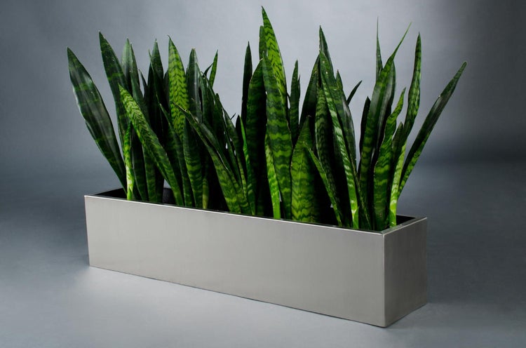 Bogenhanf Sansevieria in einem rechteckigen Pflanzkasten aus Edelstahl.