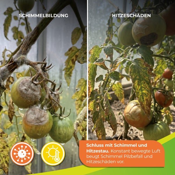 Vergleichsbild von Tomaten mit Schimmel und Hitzeschäden. Text erläutert, dass Luftzirkulation Pilzbefall und Hitzestau im Gewächshaus vorbeugt.