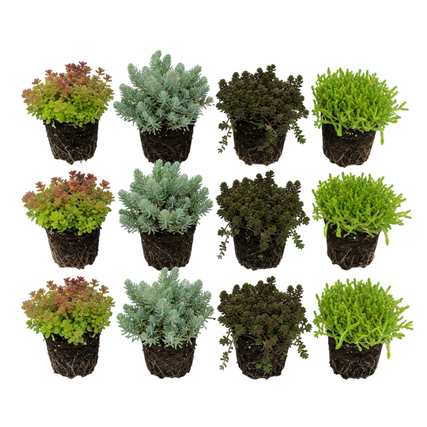 12 Stück Sedum-Mix, verschiedene Fetthenne-Arten mit sichtbarem Wurzelballen.