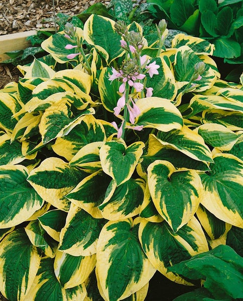 Hosta sieboldiana 'Wide Brim', Funkie, grün-gelb, 3-5 Liter Container