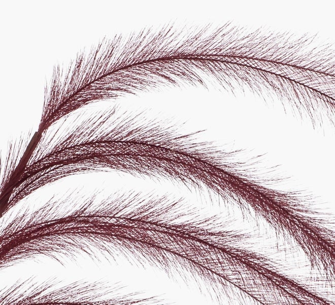 Künstliches Pampasgras in Bordeaux, Nahaufnahme der federartigen Wedel.