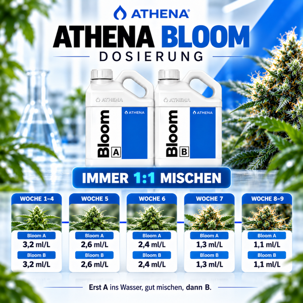 Athena Bloom A und B Düngekonzentrat mit Dosierungstabelle für die Blütephase von Pflanzen.