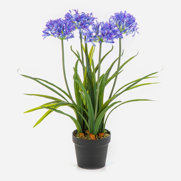 Künstliche Schmucklilie Agapanthus im schwarzen Topf mit lilafarbenen Blüten und grünen Blättern.