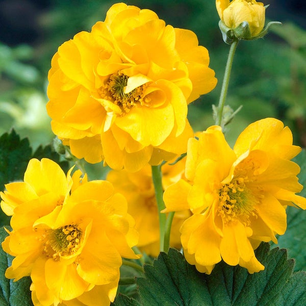 Gelbe Gold-Hahnenfußblume im Garten