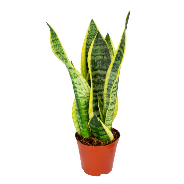 Sansevieria 'Superba' | Zimmerpflanze im Kinderzimmertopf cm12 cm - ↕30-40 cm