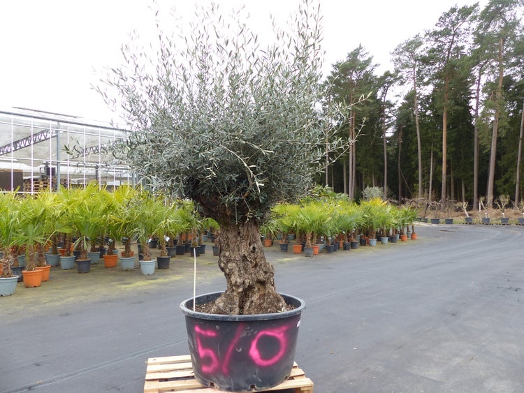 genau diesen Baum Nr. 5/O, 250 cm, Olivenbaum, knorrige | HORNBACH
