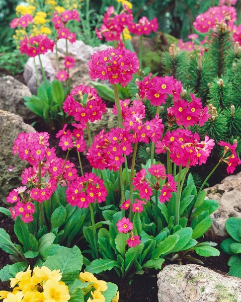 Primula rosea 'Gigas', Rosenprimel, pink, ca. 9x9 cm Topf