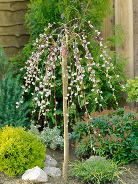Salix caprea 'Pendula', Kätzchenweide, hängend, 80 cm Stammhöhe