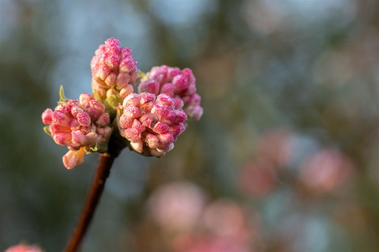 Viburnum bodnantense 'Charles Lamont', Duftschneeball, rosa, 40–60 cm