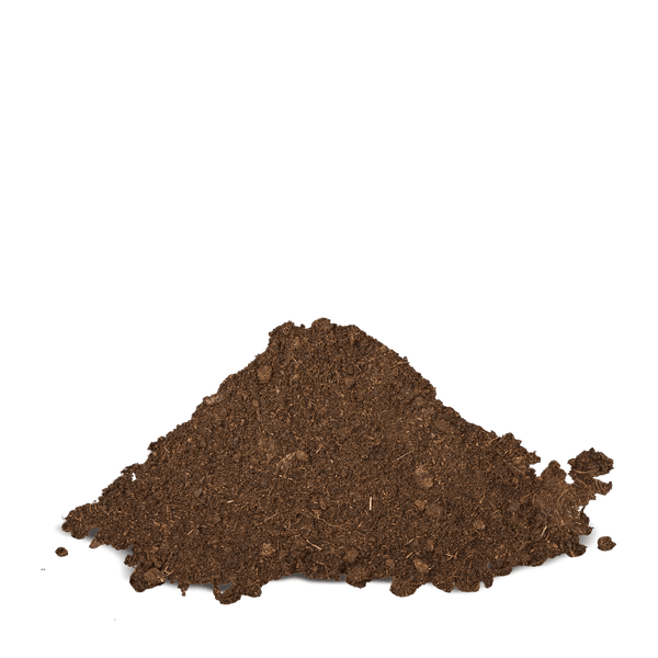 Einpflanzen eines Tomatensetzlings im biologisch abbaubaren Topf in die Gartenerde.