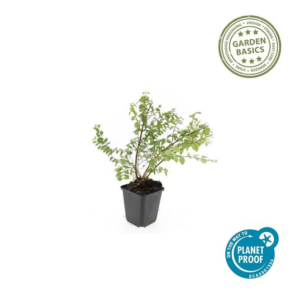 Bodendecker - Niedrige Purpurbeere - Symphoricarpos chenaultii 'Hancock' - 9cm Topf - Set mit 6 Pflanzen
