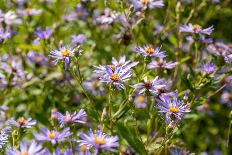 Aster x herveyi 'Twilight', Herbstaster, violett, ca. 11x11 cm Topf