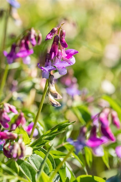 Lathyrus vernus, Frühlings-Platterbse, ca. 9x9 cm Topf, violett-rosa