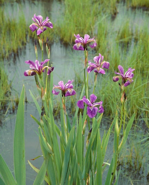 Iris versicolor 'Kermesina', Sumpf-Schwertlilie, karmesinrot, ca. 9x9 cm Topf