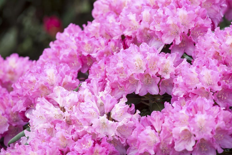 Rhododendron yakushimanum 'Kalinka', rosa Blüten, 40–50 cm