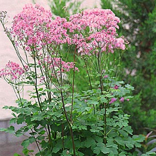 Blühende Wiesenraute Pflanze im Garten