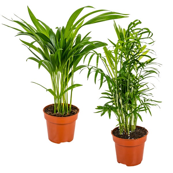 2x Zimmerpalmenmischung – Dypsis-Chamaedorea – Zimmerpflanze – Pflegeleicht – ⌀12 cm – ↕20-45 cm