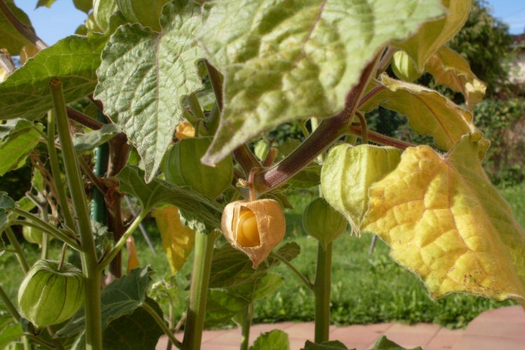 SAFLAX  - Kapstachelbeere / Andenbeere - Physalis peruviana - 100 Samen