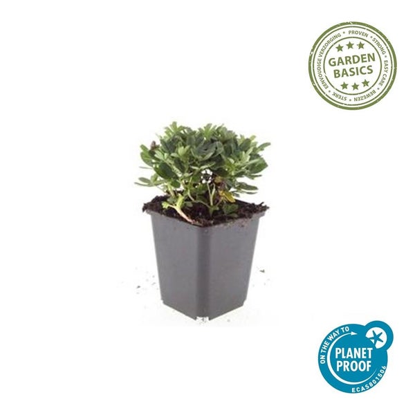 Kleine grüne Pflanze in einem quadratischen Kunststofftopf. Garden Basics Siegel für einfache Pflege und On the way to Planet Proof Logo.