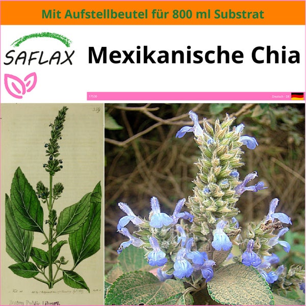 SAFLAX Garden in the bag - Mexikanische Chia - Salvia hispanica - 500 Samen - Mit Anzuchtsubstrat im praktischen, selbst aufstellenden Beutel