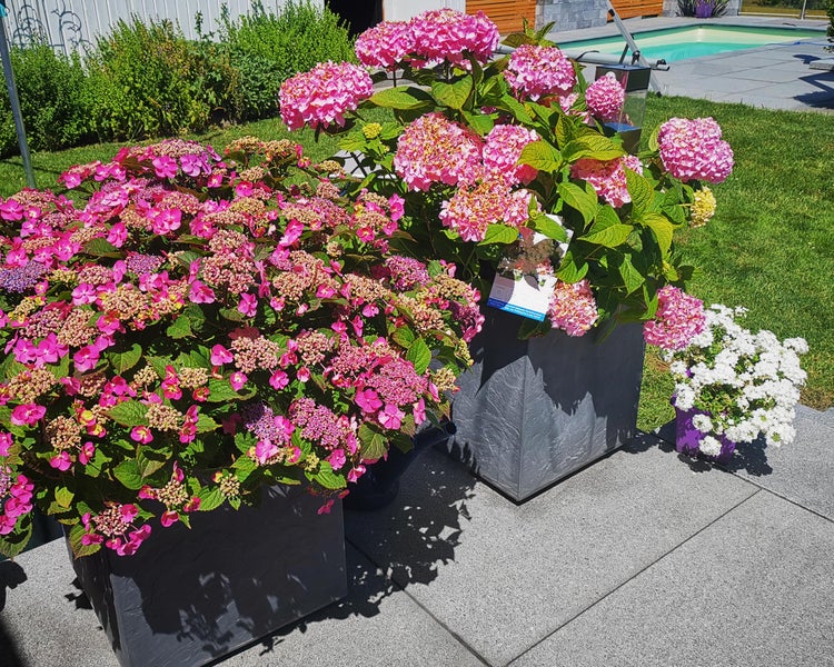 Ondis24 Pflanzkübel Vulkan 50 Pierre anthrazit Schieferoptik, Blumentopf, Pflanzgefäß