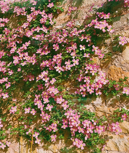 Clematis montana 'Rubens', Berg-Waldrebe, rosa Blüten, 80–100 cm