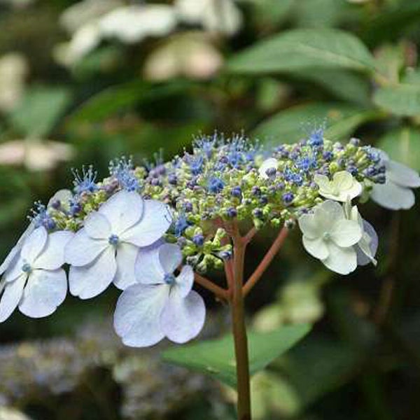 Blütenstand der Tellerhortensie mit kleinen blauen und grösseren weissen Blüten