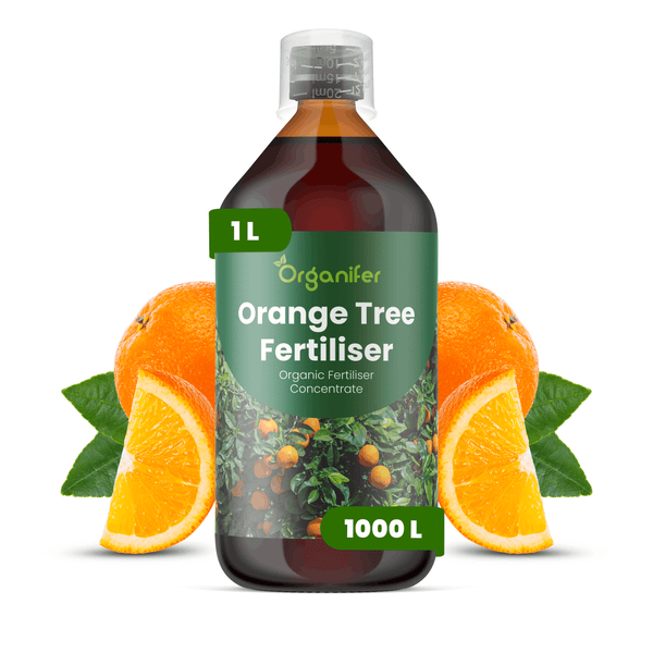 Organifer Orangenbaum-Dünger, 1 Liter Flasche organisches Düngerkonzentrat für Zitrusbäume, dargestellt mit Orangen und Blättern.