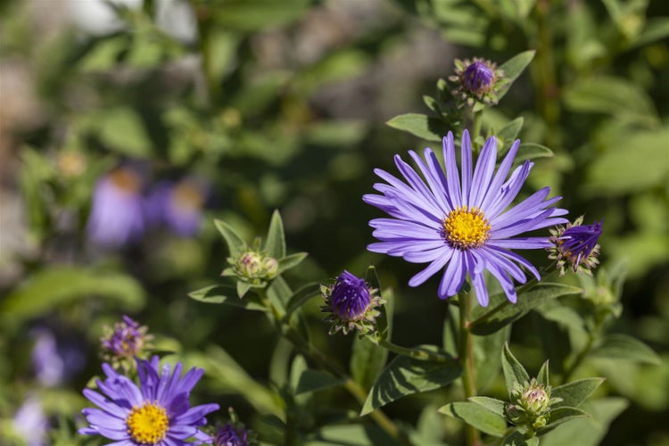 Aster amellus 'Sternkugel', Berg-Aster, violett, ca. 9x9 cm Topf