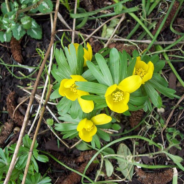 Winterlinge im Gartenbeet